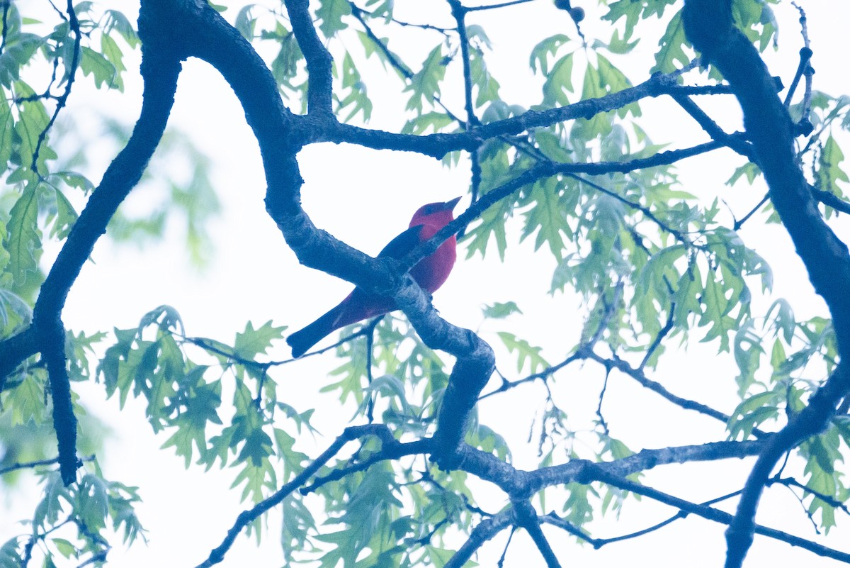 Scarlet Tanager - ML618702439