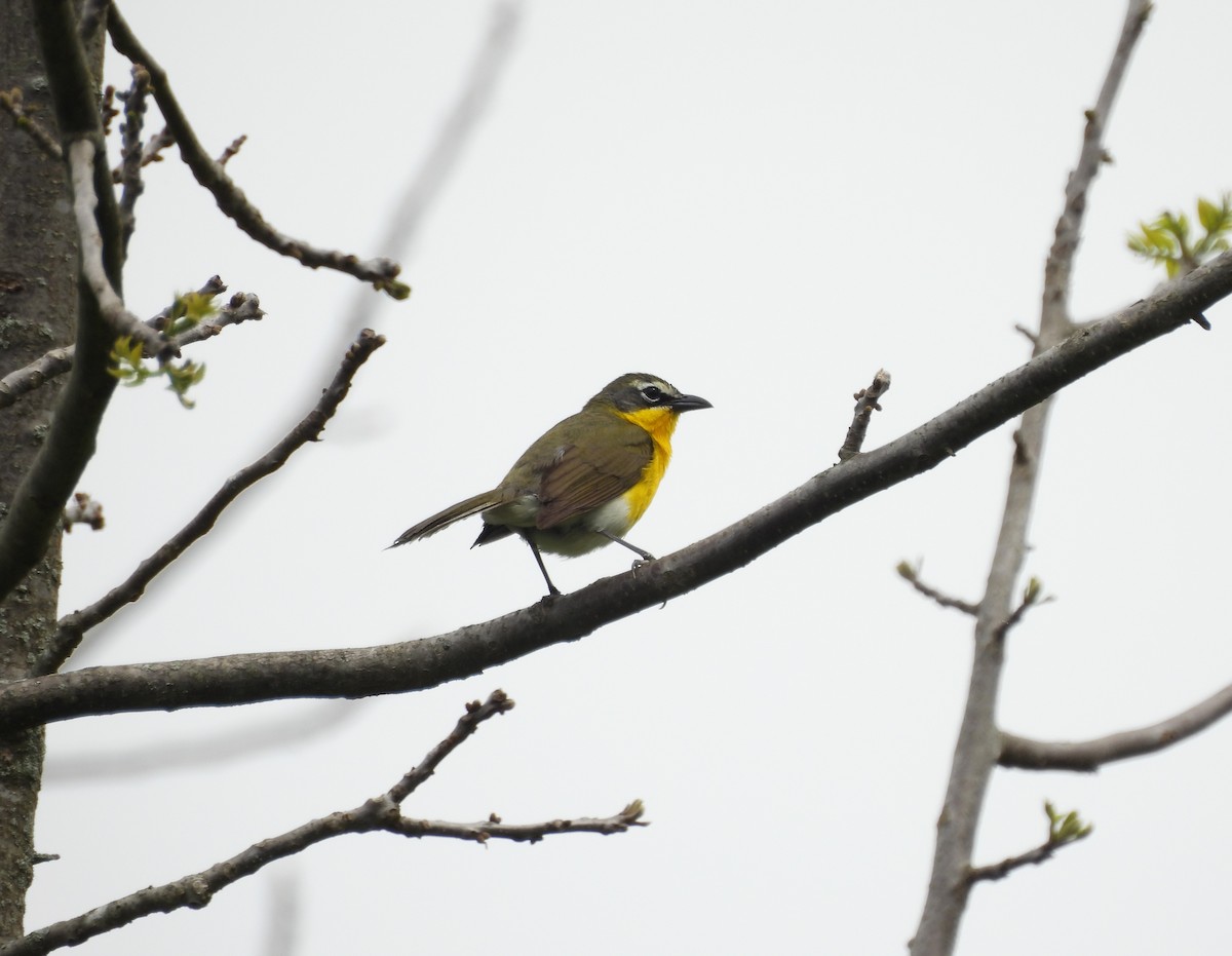 Yellow-breasted Chat - ML618702469