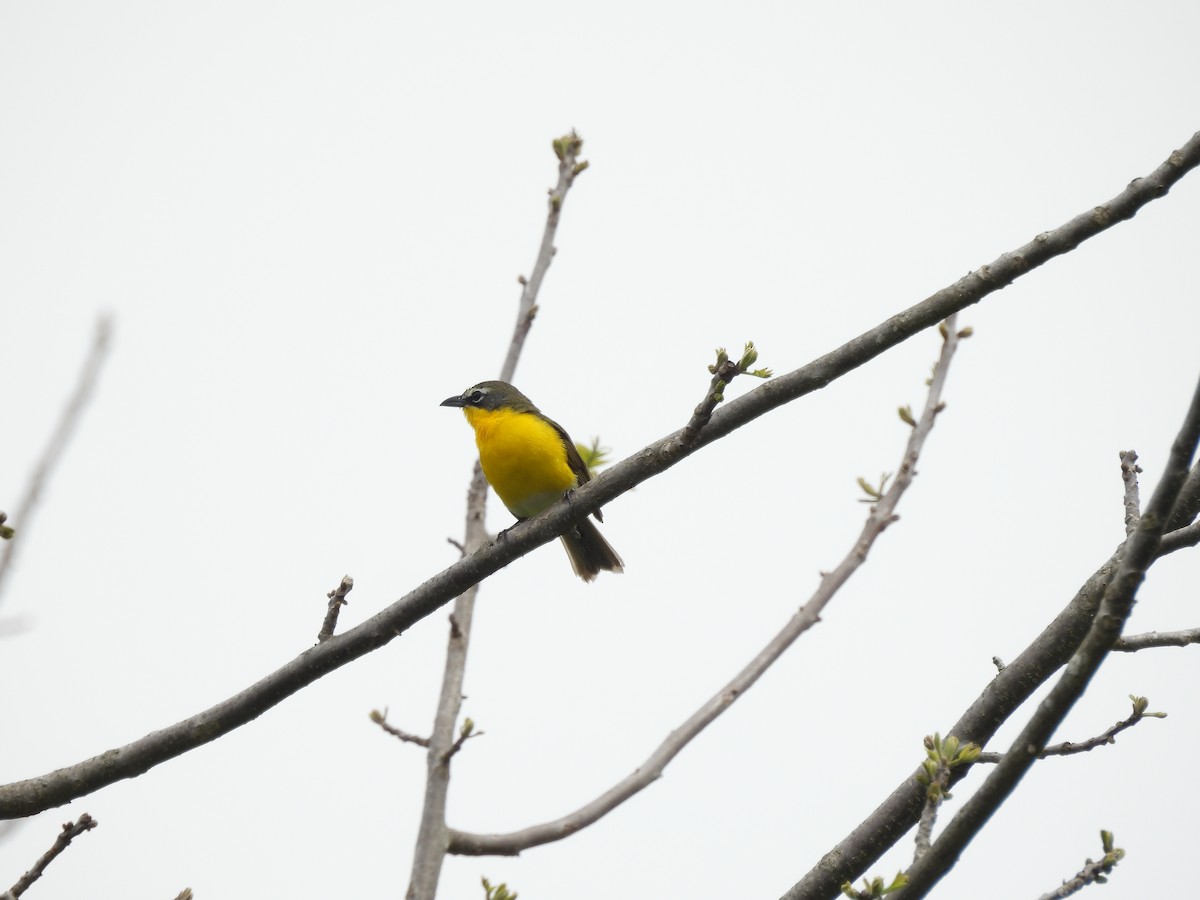 Yellow-breasted Chat - ML618702470