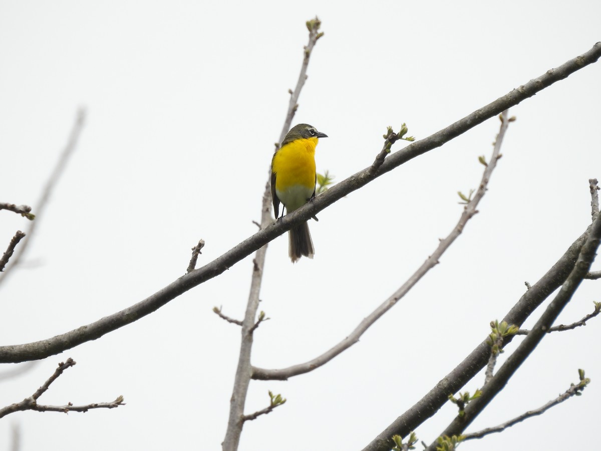 Yellow-breasted Chat - ML618702471