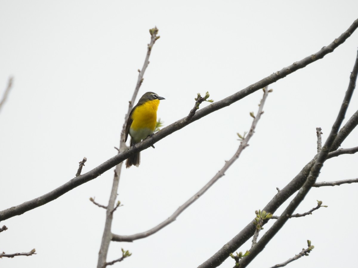 Yellow-breasted Chat - ML618702472