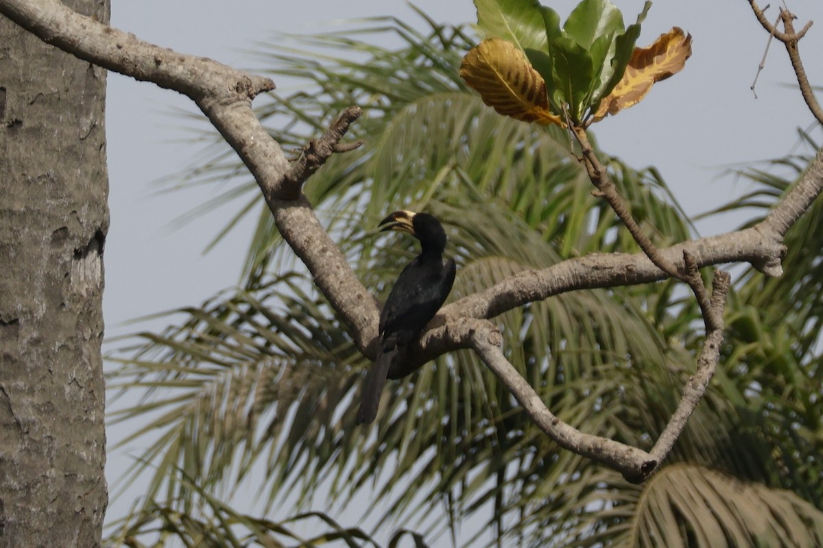 West African Pied Hornbill - ML618702473