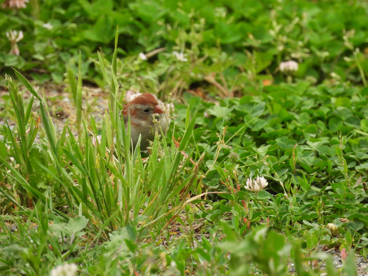 Field Sparrow - ML618702492