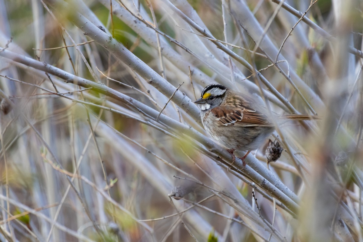 White-throated Sparrow - ML618702515
