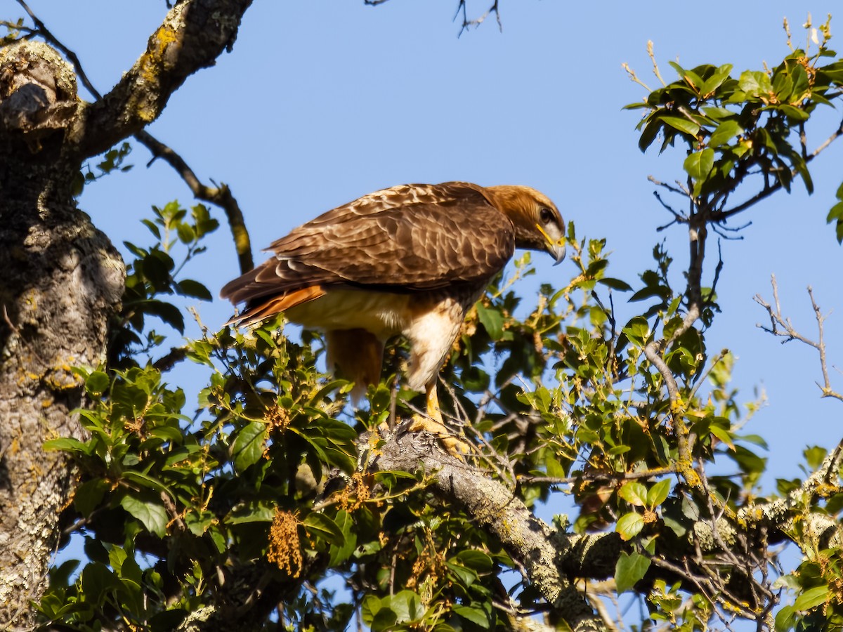 Red-tailed Hawk - ML618702579