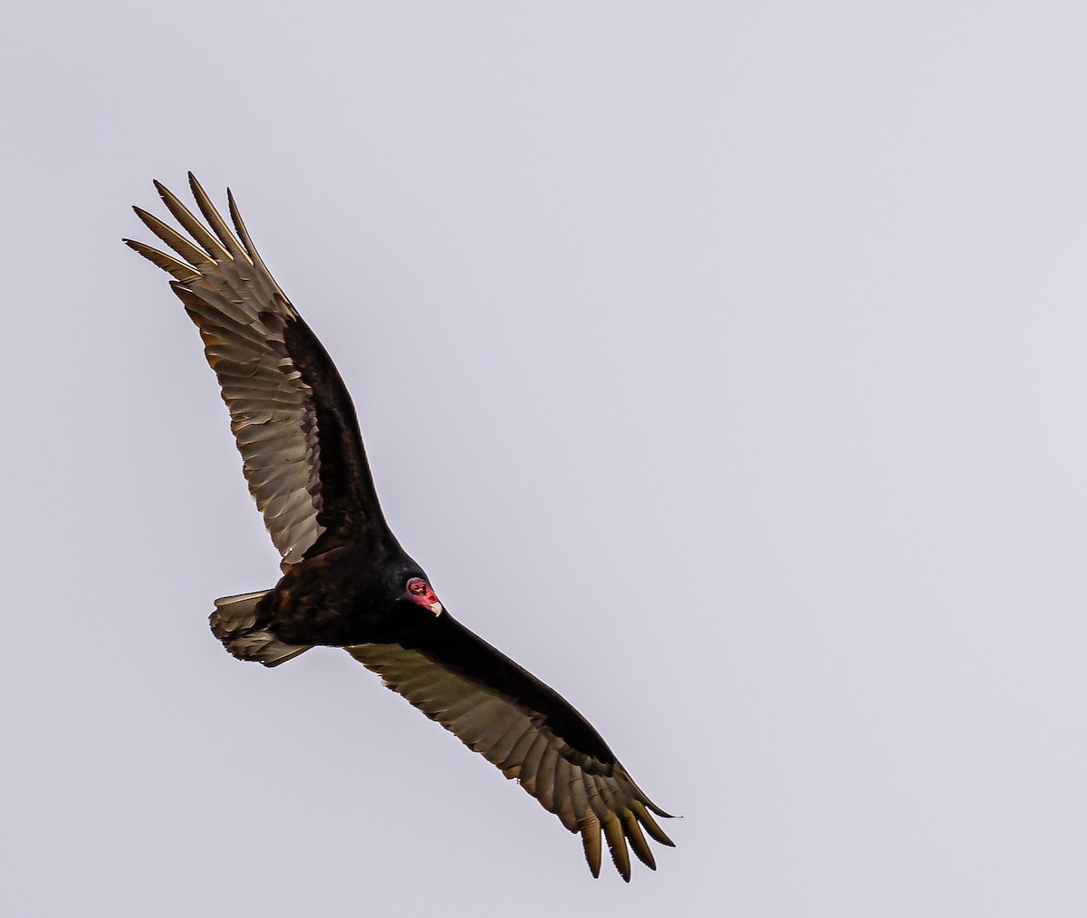 Turkey Vulture - ML618702601