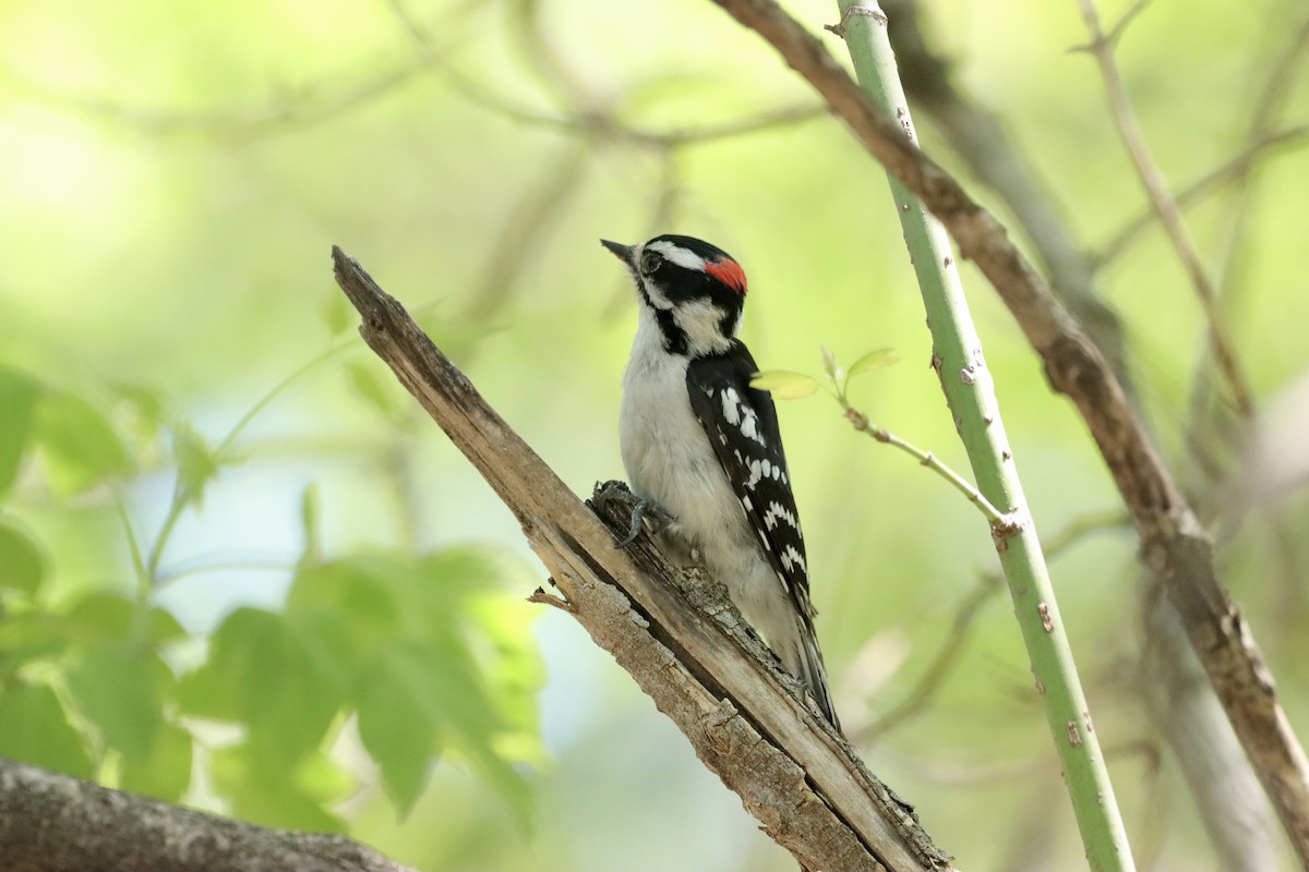Downy Woodpecker - ML618702621