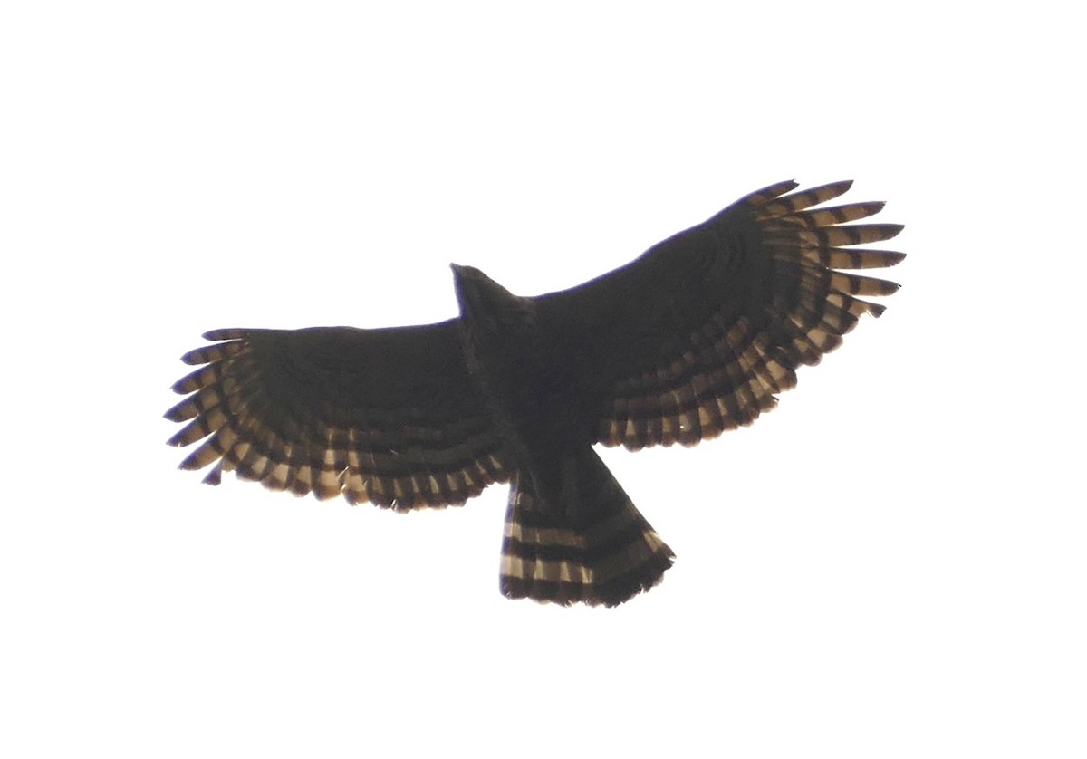 Mountain Hawk-Eagle - Jean-Paul Boerekamps