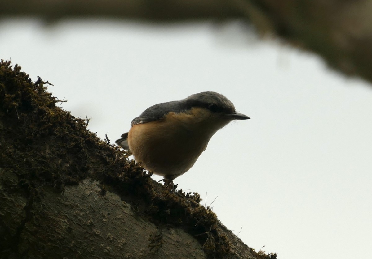 White-tailed Nuthatch - ML618702667