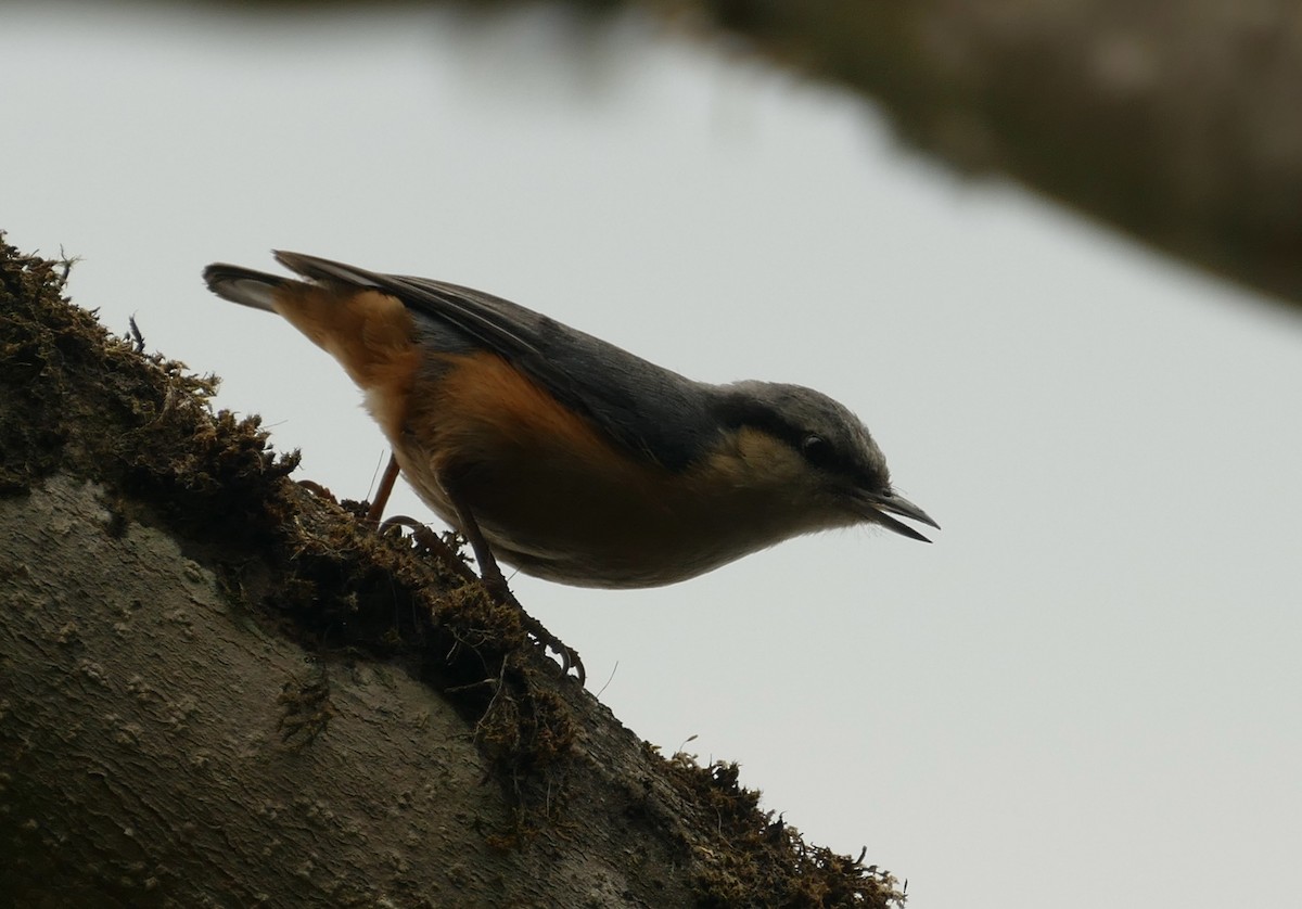 White-tailed Nuthatch - ML618702669