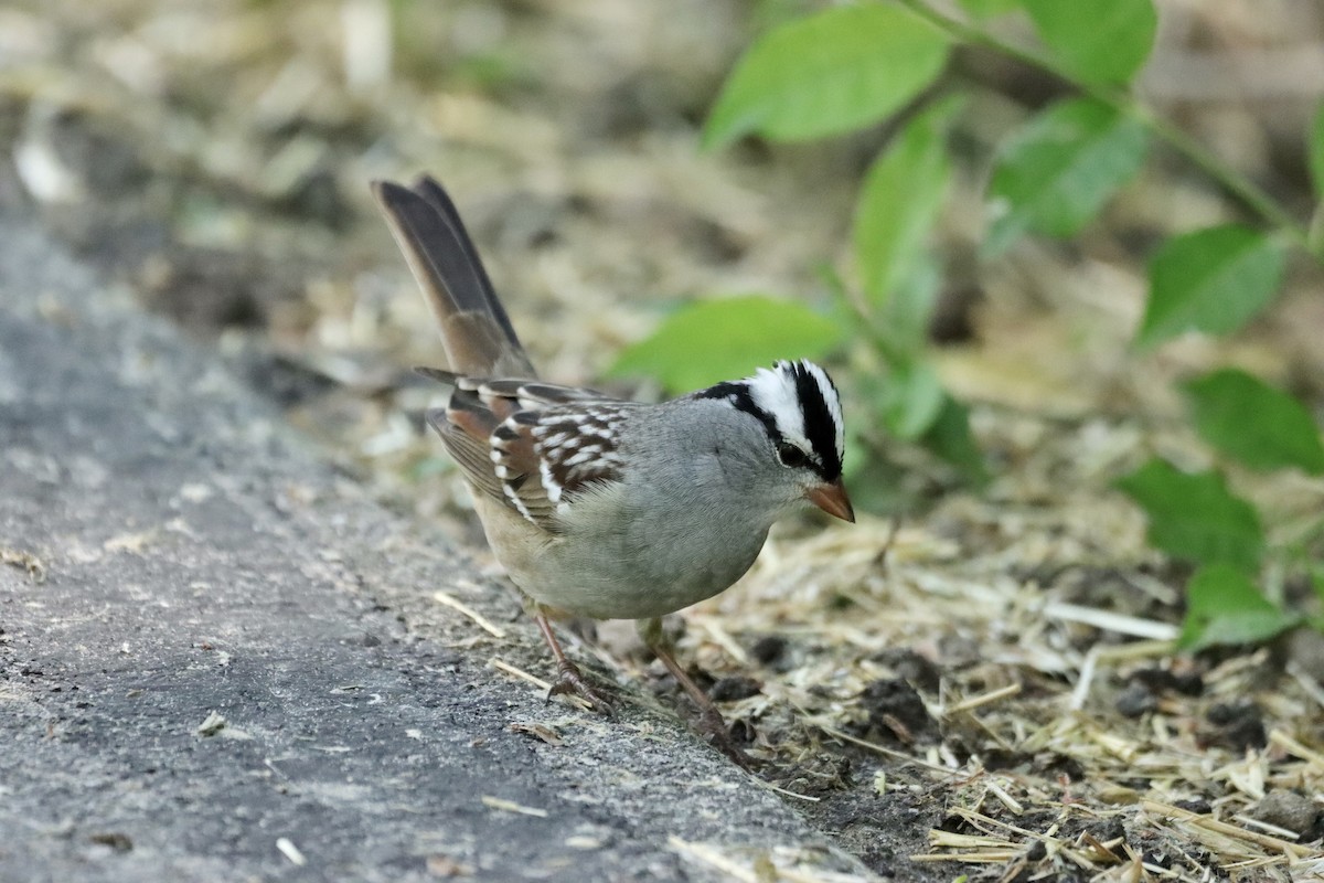 White-crowned Sparrow - ML618702680