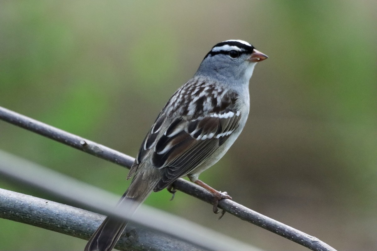 White-crowned Sparrow - ML618702681