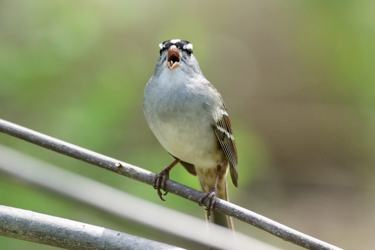 White-crowned Sparrow - ML618702682