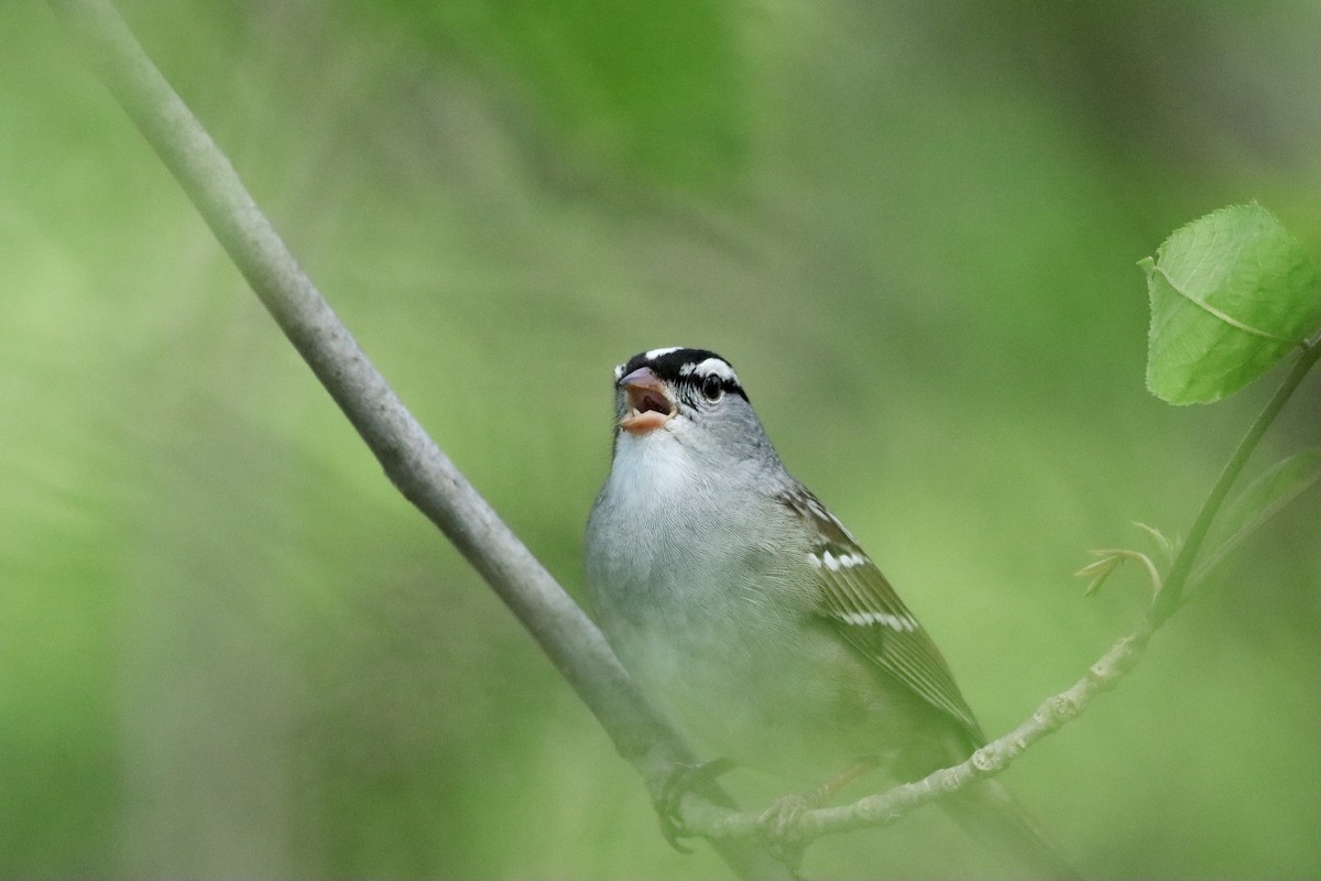 White-crowned Sparrow - ML618702684