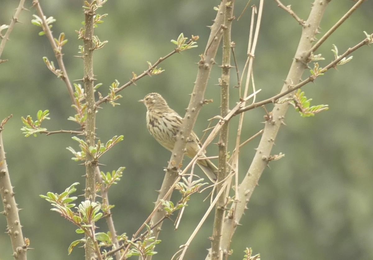 Olive-backed Pipit - ML618702691
