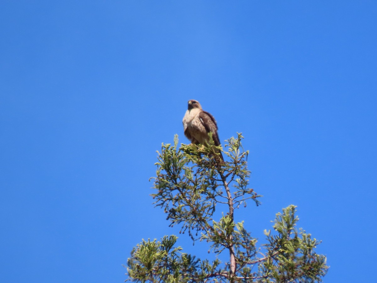 Red-tailed Hawk - ML618702692