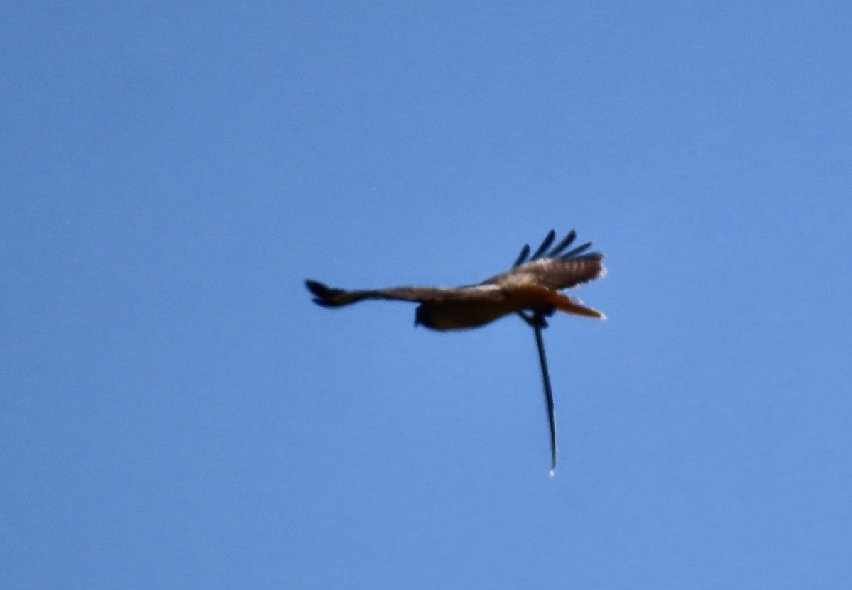 Red-tailed Hawk - ML618702716