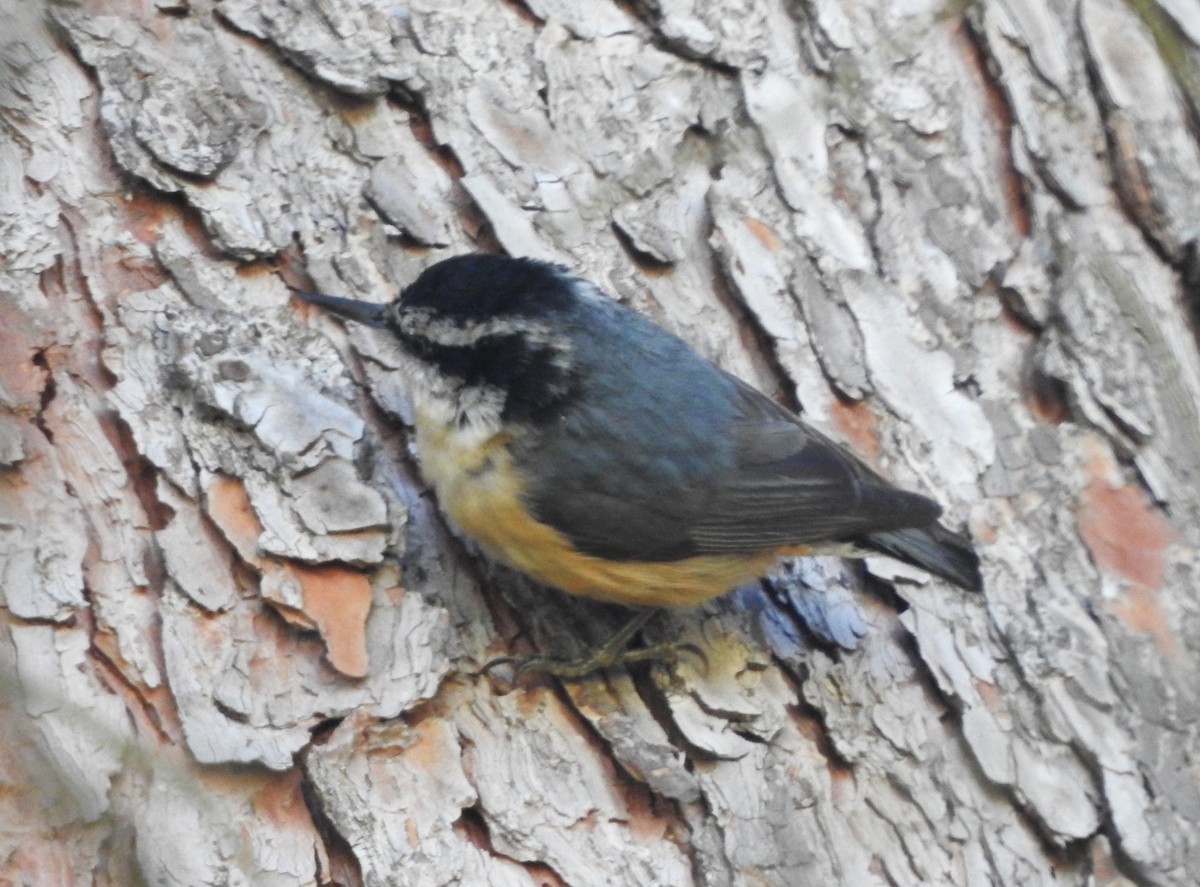 Red-breasted Nuthatch - ML618702721