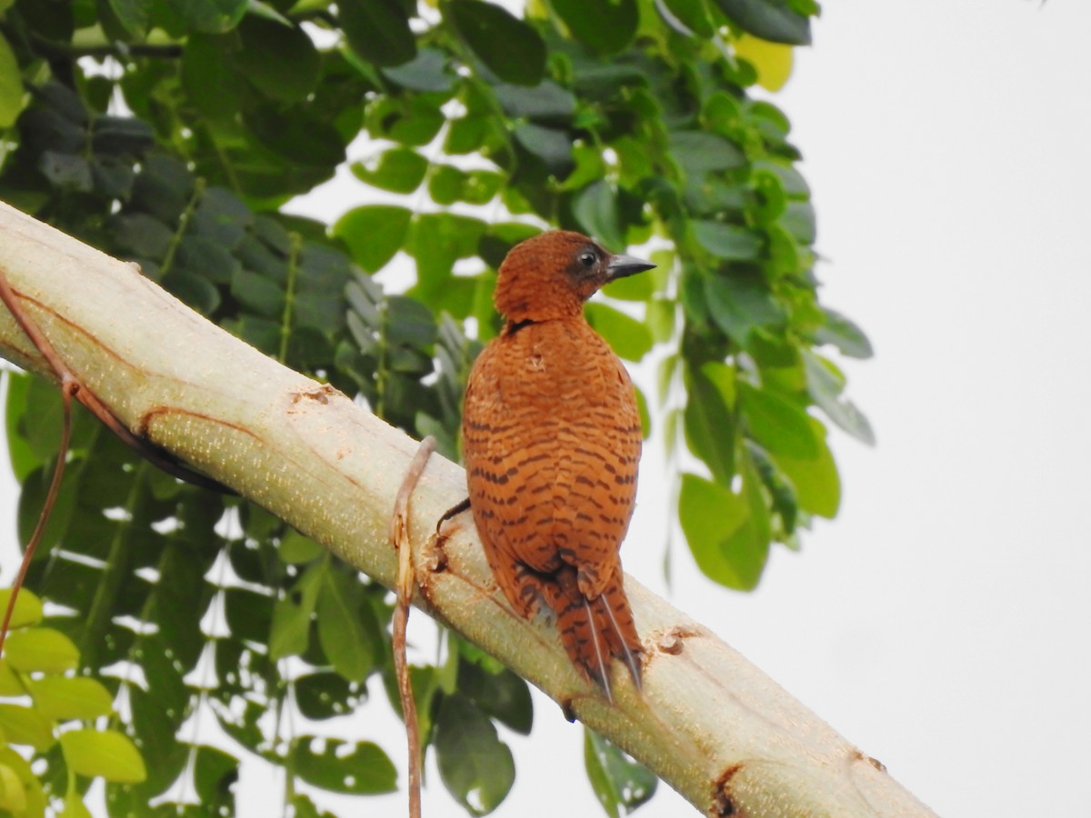 Rufous Woodpecker - Fayis T