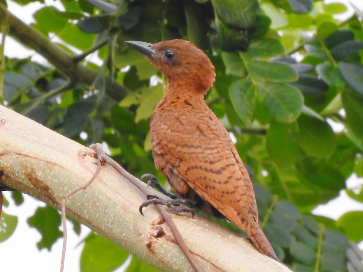 Rufous Woodpecker - ML618702770