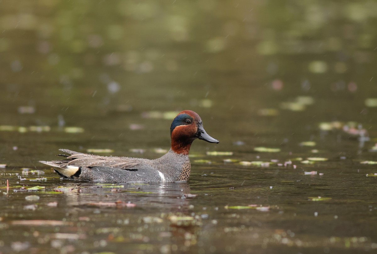 Green-winged Teal - ML618702796