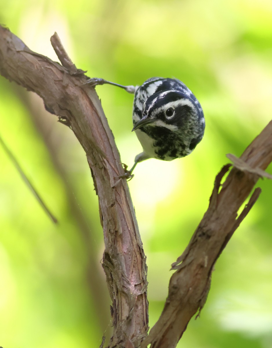 Black-and-white Warbler - ML618702840