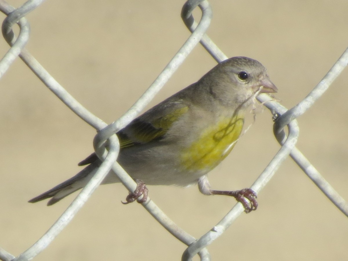 Lawrence's Goldfinch - ML618702851