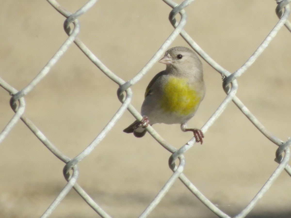 Lawrence's Goldfinch - ML618702875