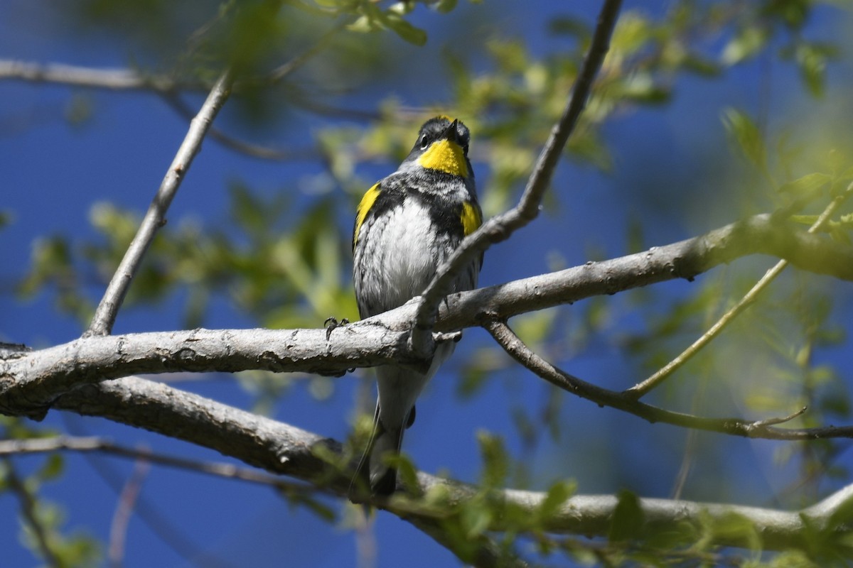 Yellow-rumped Warbler (Audubon's) - ML618702877