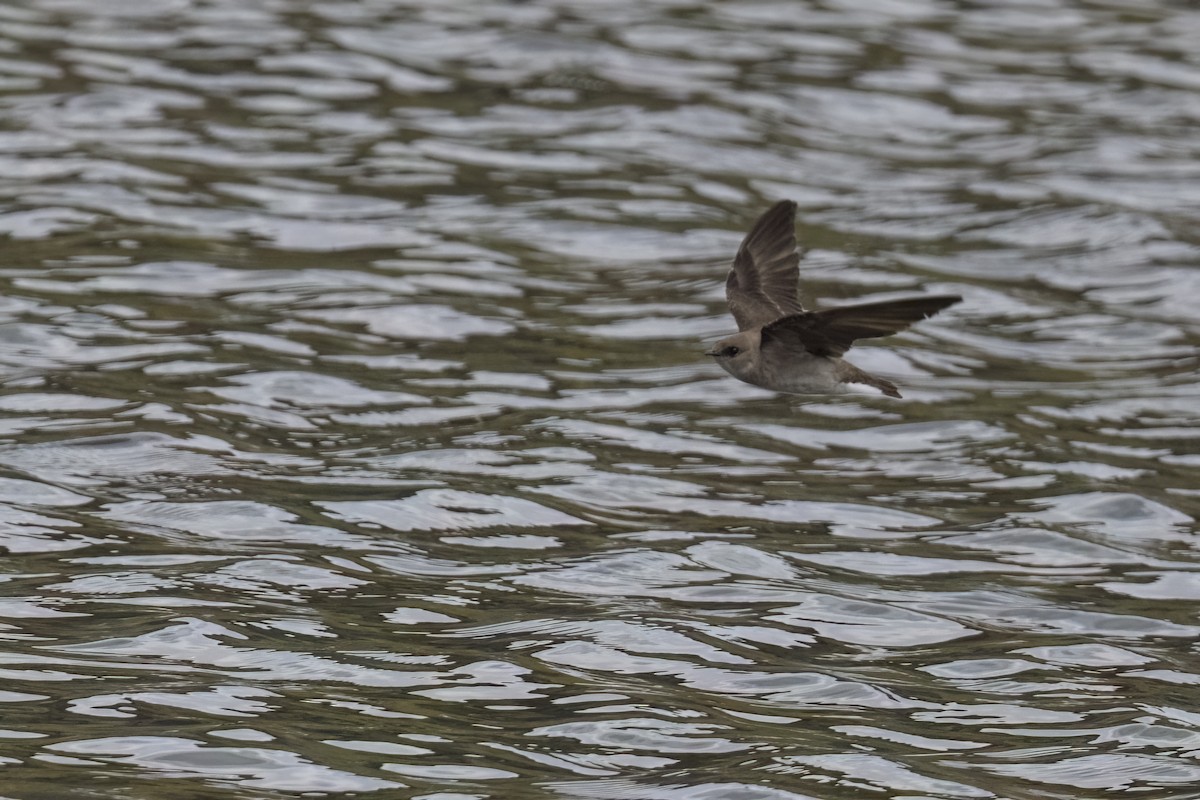 Northern Rough-winged Swallow - Robert Lockett