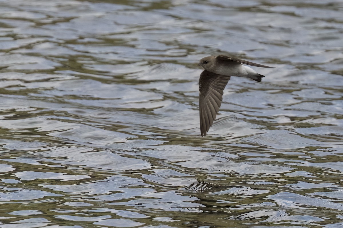 Northern Rough-winged Swallow - ML618702897