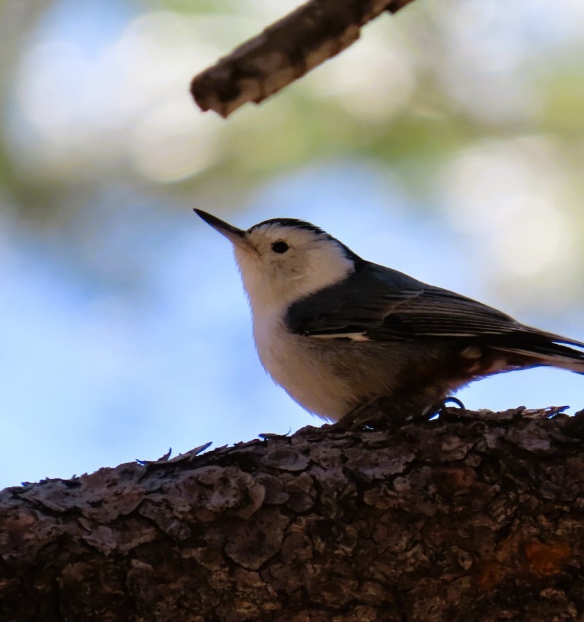 White-breasted Nuthatch - ML618702899