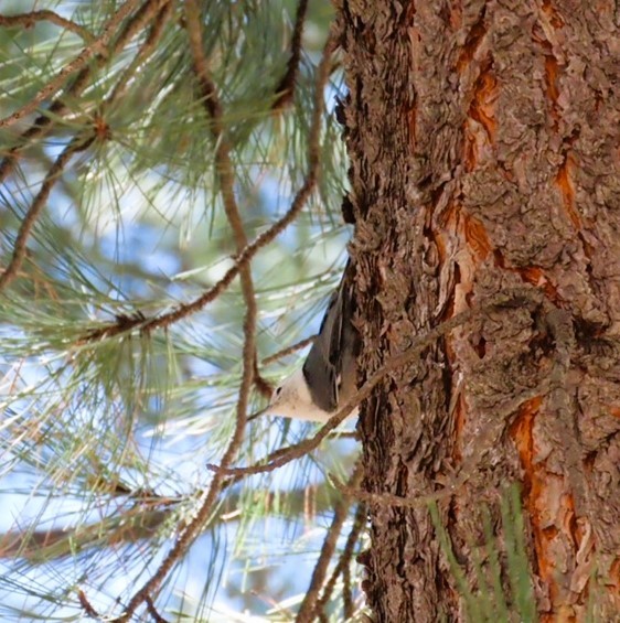 White-breasted Nuthatch - ML618702900