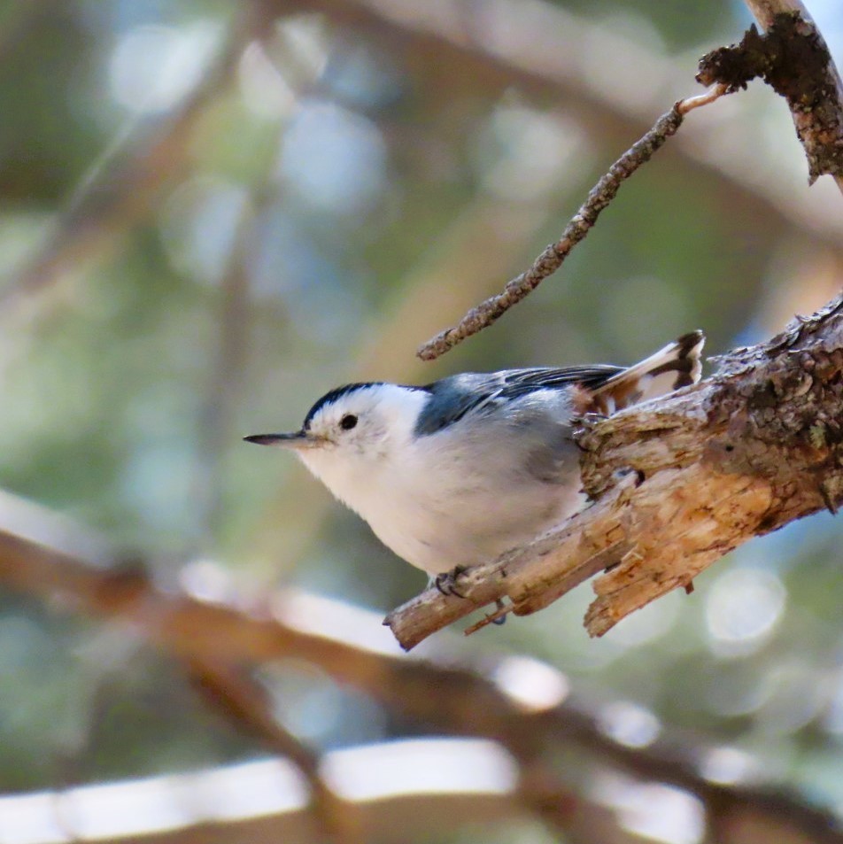 White-breasted Nuthatch - ML618702901