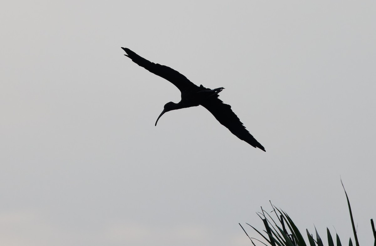ibis hnědý - ML618702943