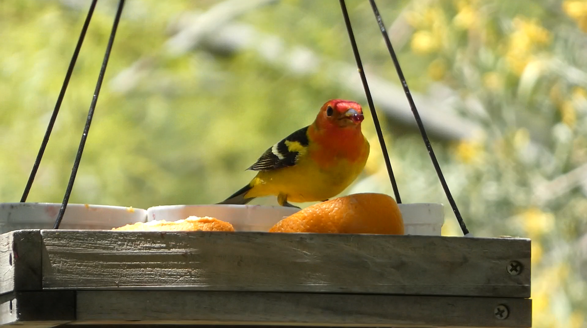 Western Tanager - ML618702959