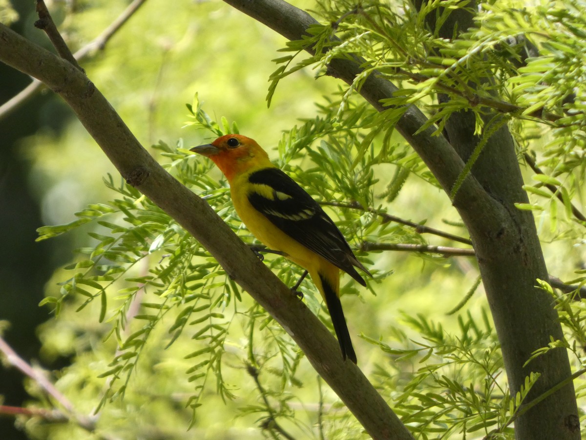 Western Tanager - ML618702960