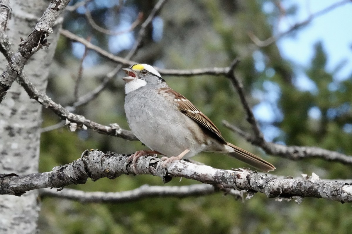 White-throated Sparrow - ML618702968