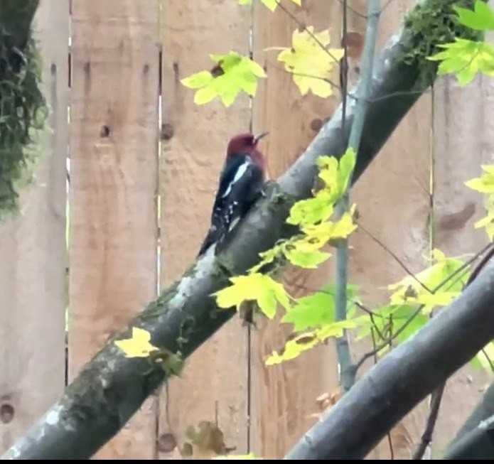 Red-breasted Sapsucker - ML618702971