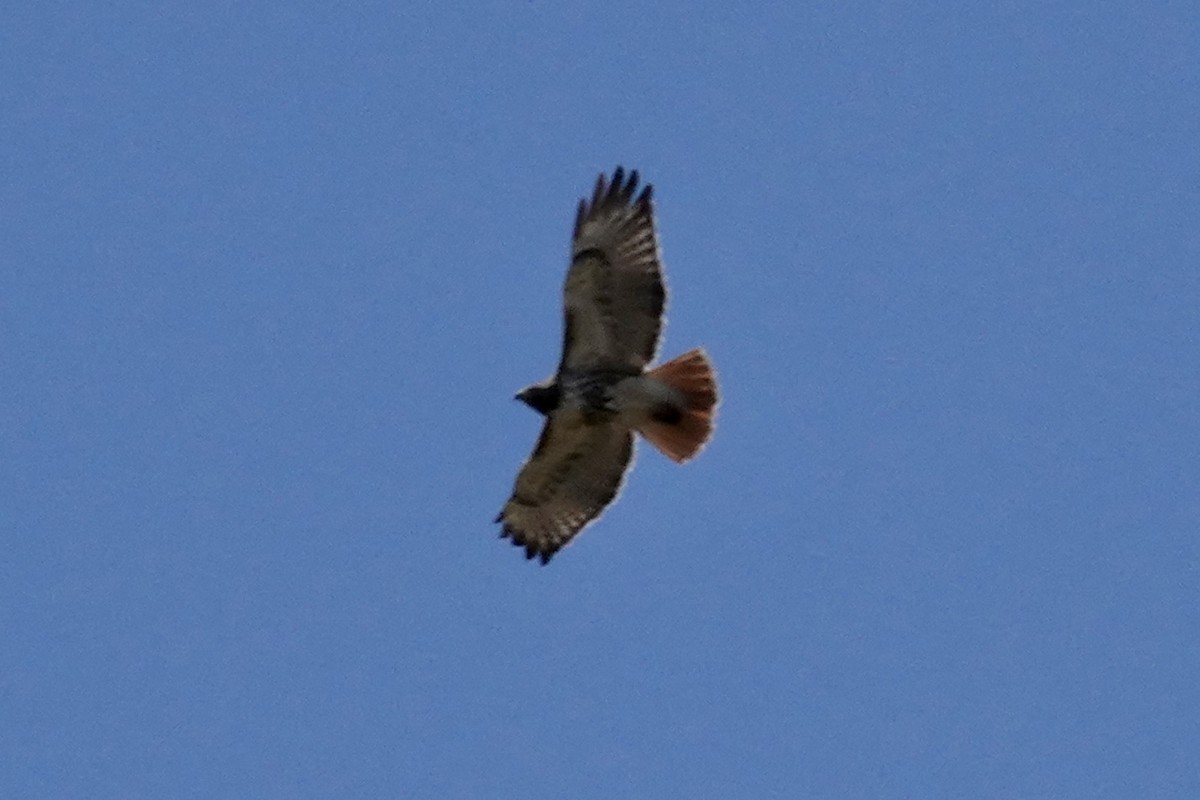 Red-tailed Hawk - ML618702979