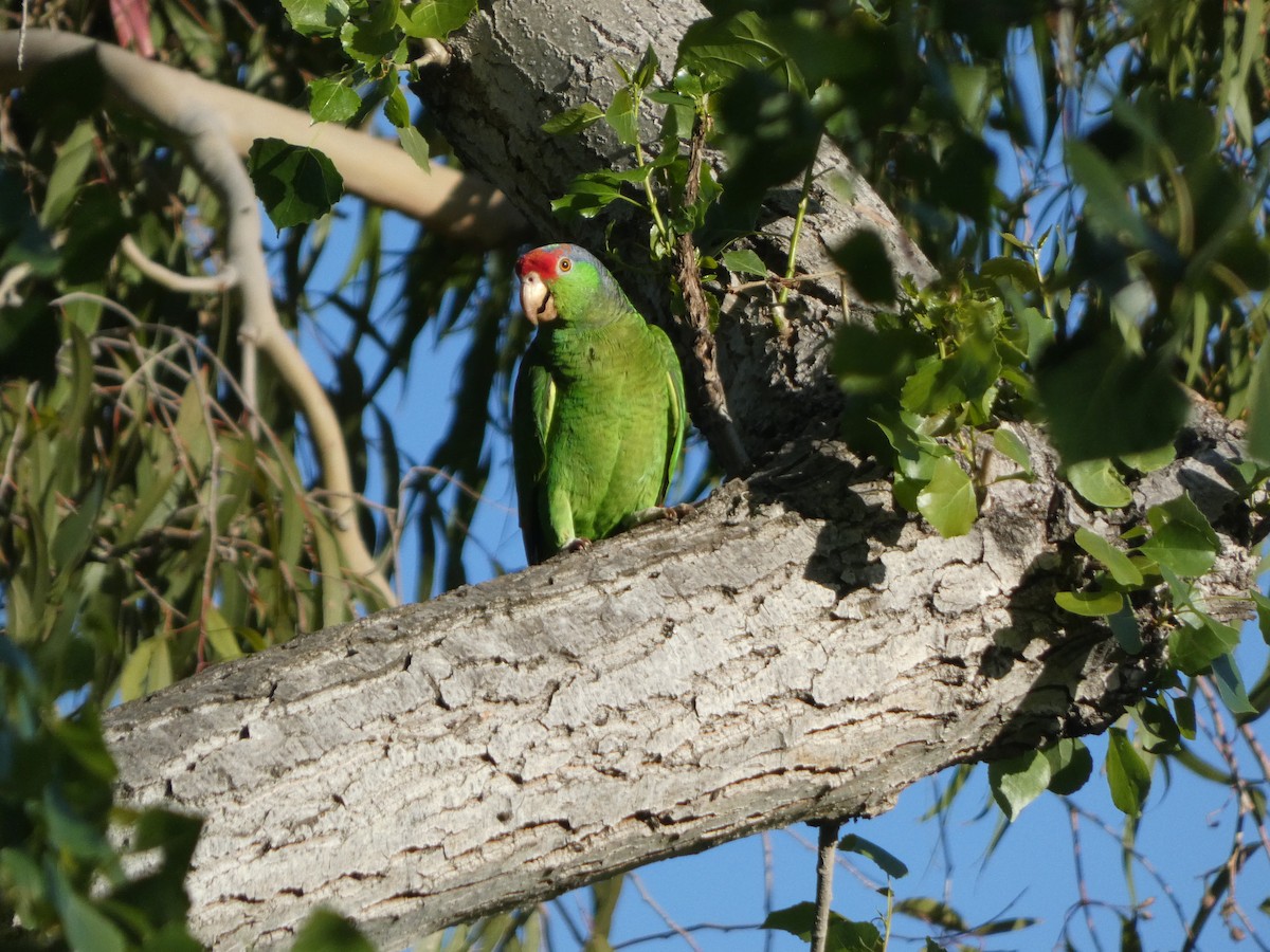 Lilac-crowned Parrot - ML618702994