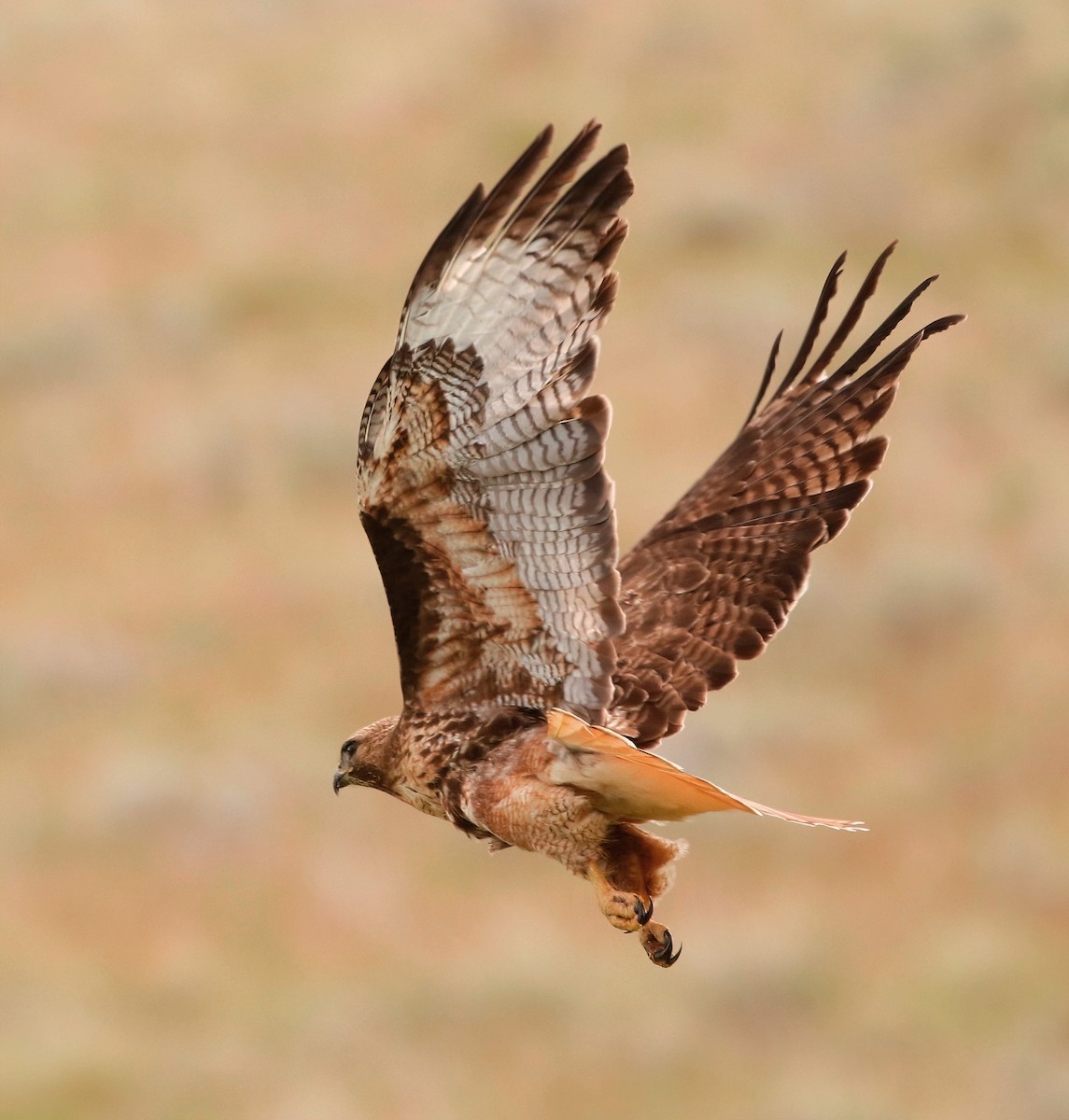 Red-tailed Hawk - ML618703014