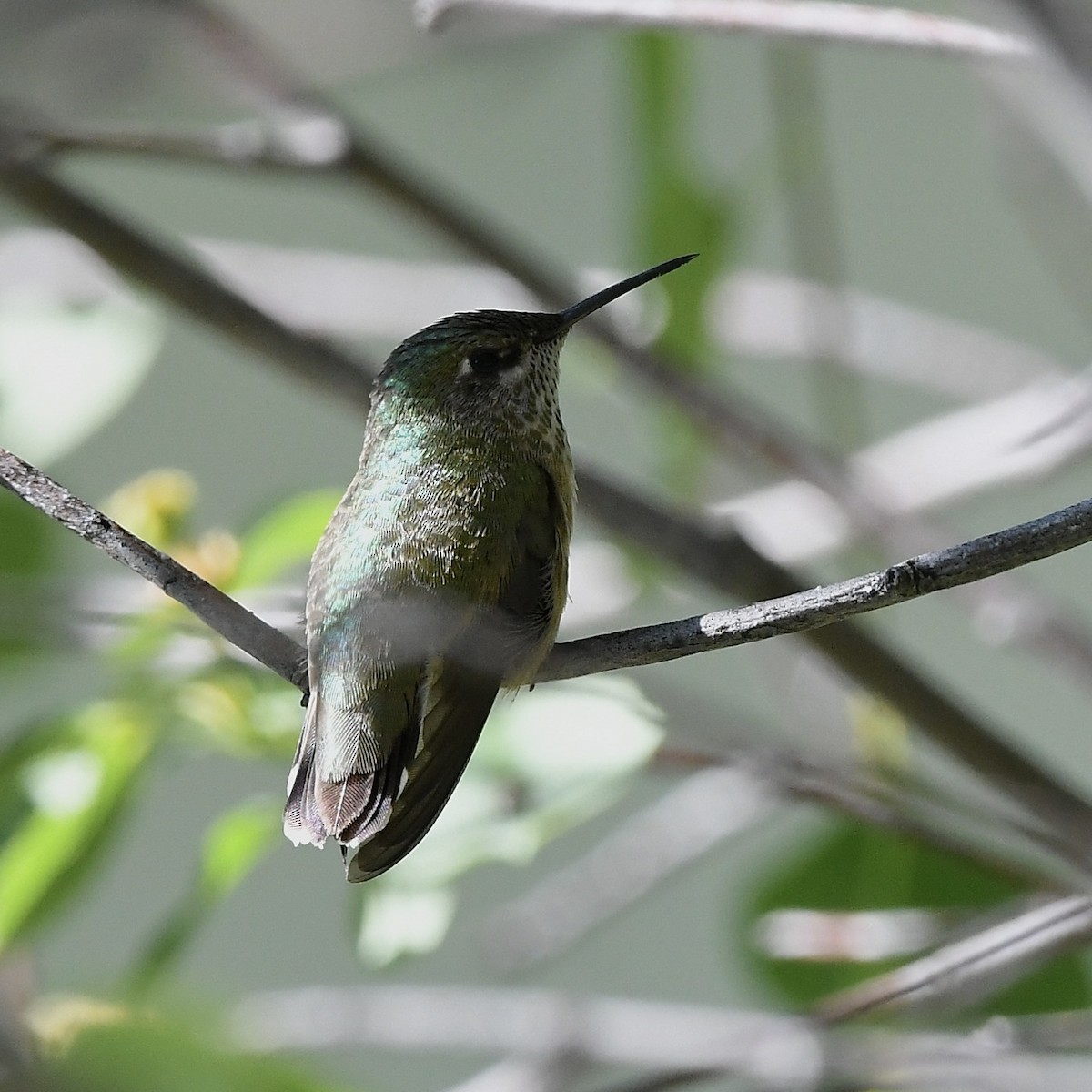 Calliope Hummingbird - ML618703077