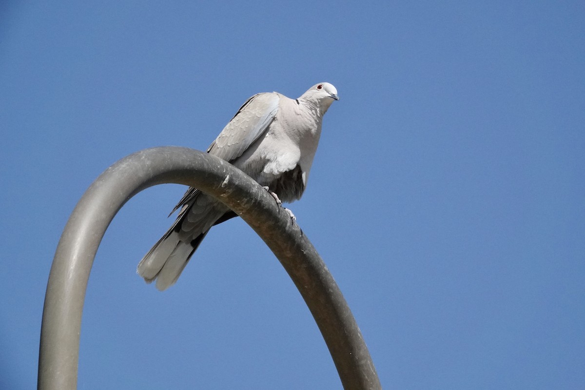 Eurasian Collared-Dove - ML618703087