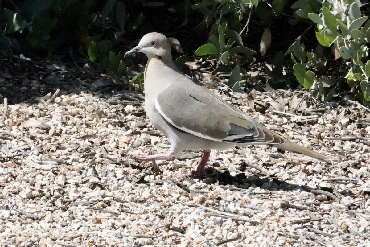 White-winged Dove - ML618703094