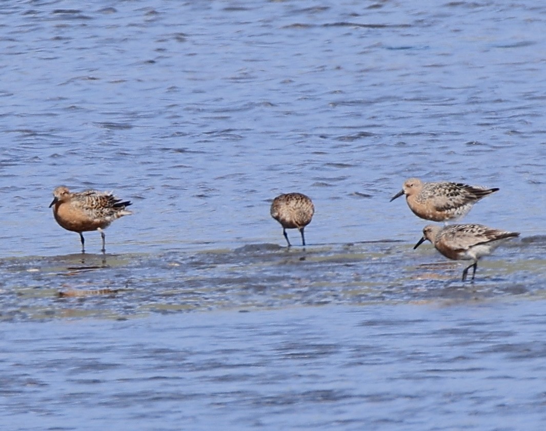 Red Knot - ML618703102