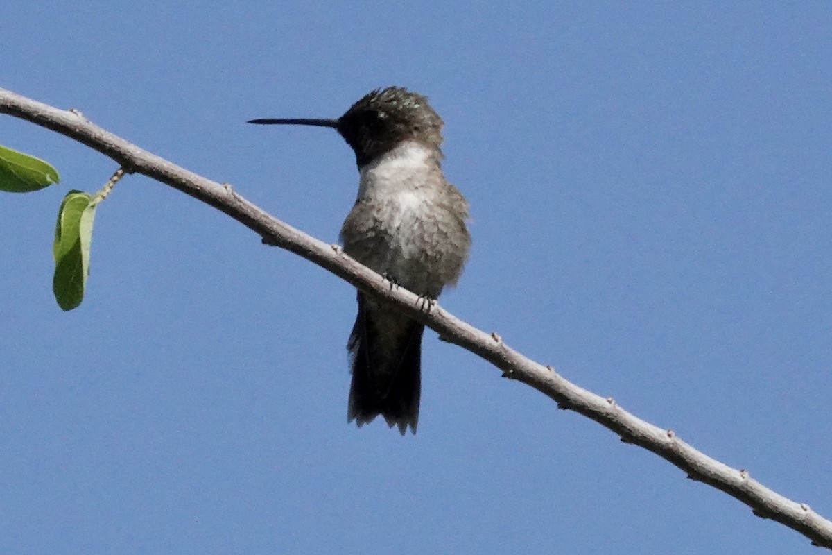 Black-chinned Hummingbird - ML618703105