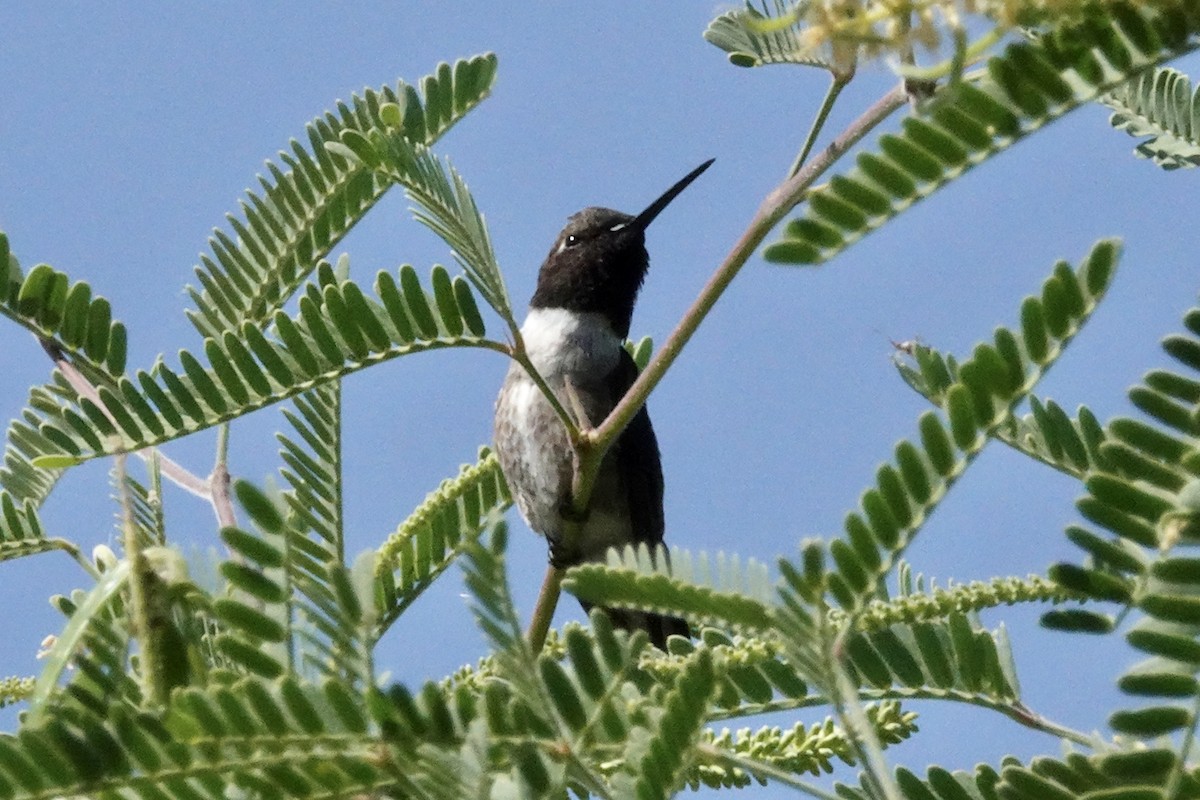 Black-chinned Hummingbird - ML618703106