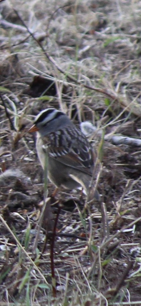 White-crowned Sparrow - ML618703139