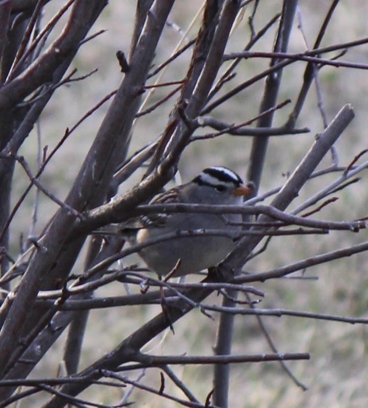 White-crowned Sparrow - ML618703140
